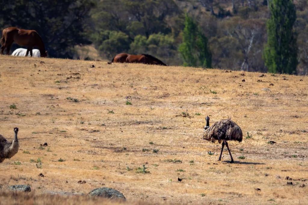 Big Yard Escapes - Two Off-Grid Tiny Houses On The Mowamba River Jindabyne Εξωτερικό φωτογραφία