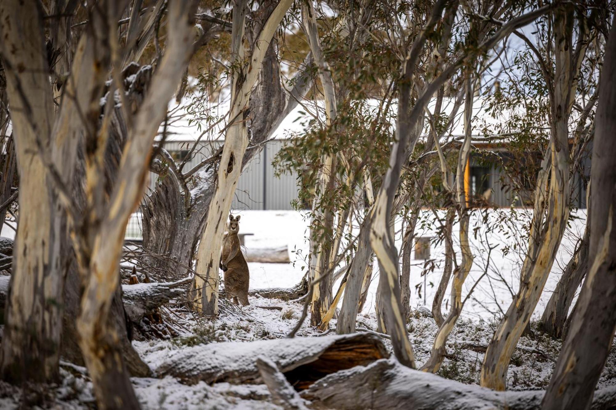 Big Yard Escapes - Two Off-Grid Tiny Houses On The Mowamba River Jindabyne Εξωτερικό φωτογραφία